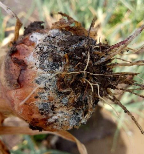 recognize damage by onion white rot