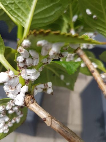 Aantasting door wollige dopluis op hortensia