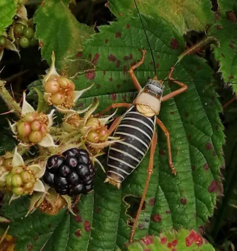 Recognizing grasshoppers