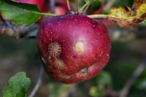 herkennen schurft op appel