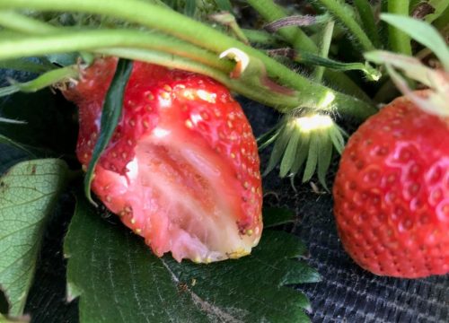Recognize food damage to strawberries