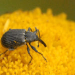 recognize strawberry-blossom weevil