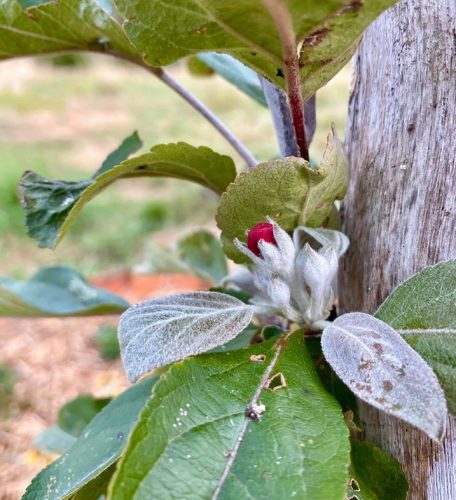 Recognize late blooming apple