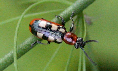 recognize bugs in asparagus