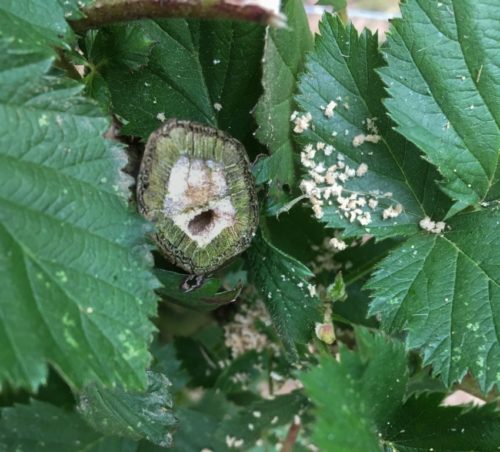 burr hole in stem of blackberry by Bramble sawfly.