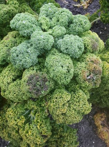 recognize fungi on kale
