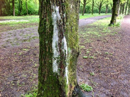 herkennen schuim op stam van bomen