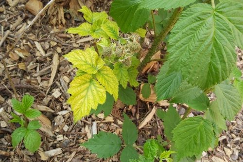 recognize deficiency disease raspberry