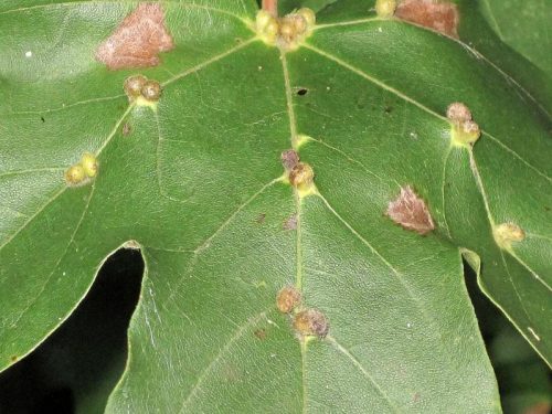 recognize galls on maple tree