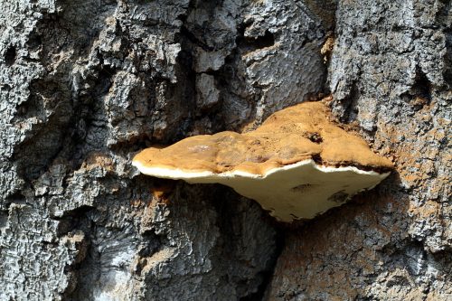 Recognizing fungus on trees