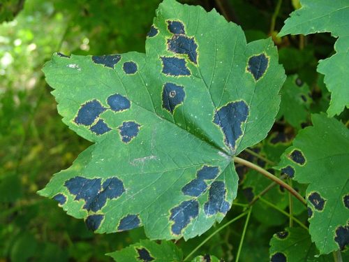 recognize spots maple leaf