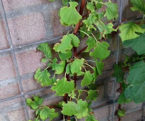 recognize damage caused by the Vine weevil to climbing hydrangea