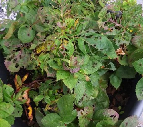 recognize forage damage raspberry