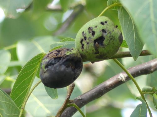 recognize damage nuts from the walnut tree