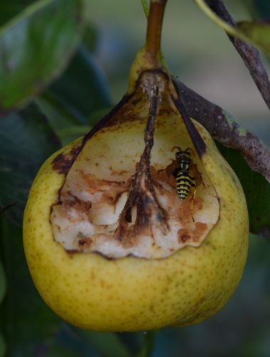 herkennen plaaginsect peren