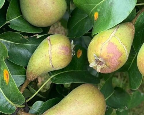 recognize cause damage pears