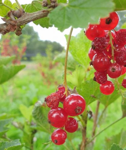 recognize the cause of affected currants
