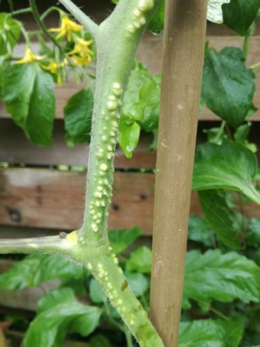 herkennen van wortelvorming op de stengel van een tomatenplant